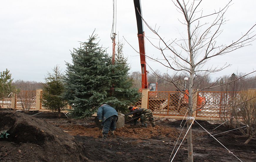 Сажаем хвойные деревья голубой ели, аккуратно устанавливая елку в яму для посадки.