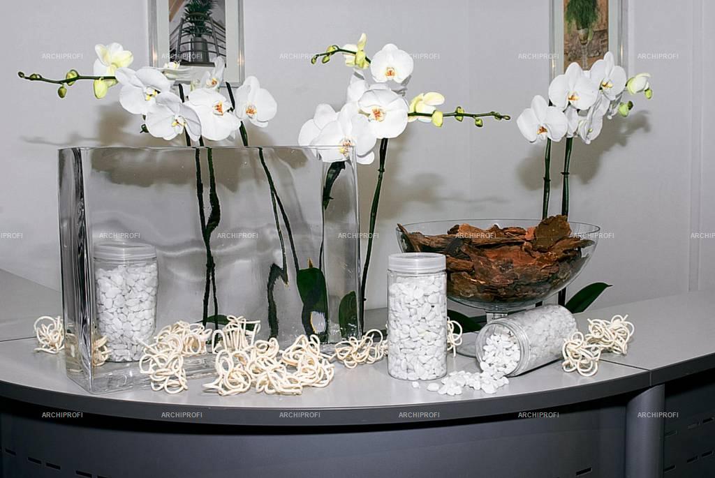 Стеклянные горшки для орхидей. Орхидея в стеклянной вазе. Орхидеи в интерьере. Орхидея в горшке.